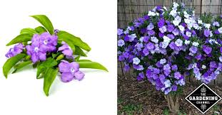 Trade figures on the international markets also reflect the importance of a few species of southern african origin. How To Grow Yesterday Today And Tomorrow Plants Gardening Channel