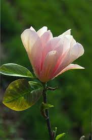 Magnolia Coral Lake Link Has Lots Of Labeled Magnolia Blooms Magnolia Flower Yellow Magnolia Fancy Flowers