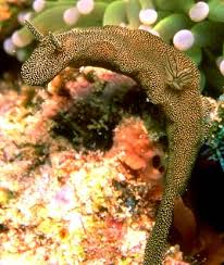 Image result for Glossostelma