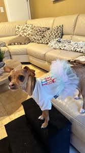 We know Mondays can be rough, I hope this brightens your day!! , ., ., .,  ., ., #cutepuppy #puppy #puppybarks #barking #cuteanimals #cutedogs  #cutevideo #adorable #chihuahua #chihuahuas ...