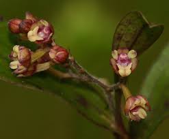 Image result for Polystachya fusiformis × lindblomii