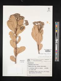 Image result for Antrocaryon nannanii