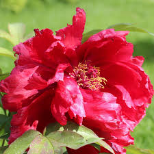Staudenpfingstrosen bilden oft nur blätter und keine blüten, wenn sie zu tief in der erde stecken. Strauch Pfingstrose Hoki Paeonia Suffruticosa Hoki Gartencenter Zulauf Pflanzen Kaufen