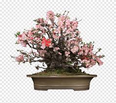Chinese bird plum flowering indoor bonsai tree. Chinese Sweet Plum Bonsai Flowerpot Lichun Chinese Quince Japanese Bonsai Flower Tree Png Pngegg