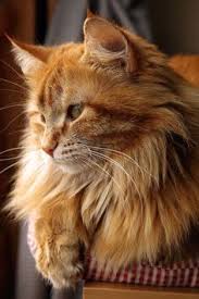 Pin On Orange Kitties