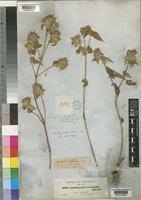 Image result for Lepidagathis scariosa