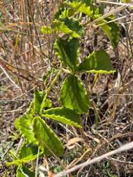 Image result for Cyphostemma abercornense