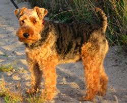 If you are very permissive and let bad behaviors slide, the welsh terrier will walk all over you. Welsh Terrier Hunderasse W Hundeseite De