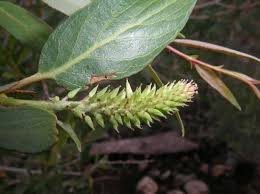 Image result for Salicaceae