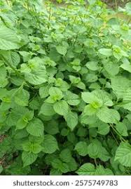 Image result for Polhillides velutina