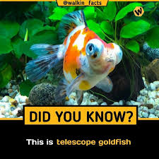 Telescope Goldfish Facts Beautiful Sea Creatures Facts Fun Facts