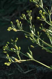 Image result for Ranunculus multifidus