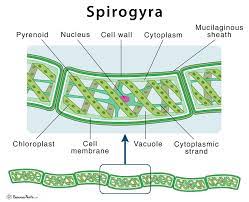 Single lenses were superior to compound microscopes of the time and remained so until the development of achromatic microscope objectives in the early 19th century. Spirogyra Structure Characteristics With Labeled Diagram