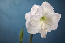 But adenium is one of the plants poisonous for dogs. Plants Toxic To Dogs