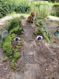 Pomeranian Cinsinde Ideal Yasam Alanlari