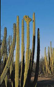 Programas de publicidad todo acerca de google google.com. Organ Pipe Cactus Can Set Fruit Even If It Becomes Pollinated With Download Scientific Diagram