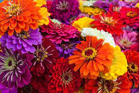 The types depend on the rows of petals in a flower. A Guide To The Different Types Of Zinnias Gardener S Path
