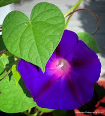 Image result for Ipomoea violacea