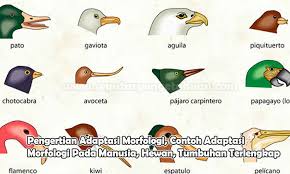 Sebutkan 3 Hewan Yang Melakukan Adaptasi Morfologi Sebutkan Itu