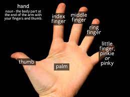 Arches in determining the _____ classiﬁcation, numerical values are assigned to each ﬁnger which is counted only when the ﬁnger is a whorl. Hand And Fingers Vocabulary Funky English