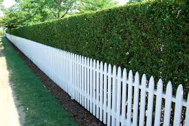 Check spelling or type a new query. Hedge And Picket Fence Perfection Inspirations Pinterest Fence Design Fence Landscaping Picket Fence