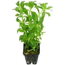 Image result for Floscopa sp.no.1