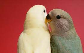 How To Care For Pet Lovebirds Love Birds Pet Pet Birds Love Birds