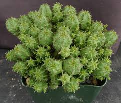 Image result for Euphorbia epicyparissias
