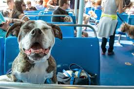 Look for flights that allow pets on board. 11 Summer Cruises That You Can Take With Your Dog Barkpost