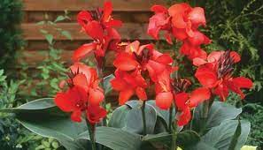 Canna Lily A Plant Of The Cannaceae Family Giftblooms Resource Guide
