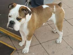 National breed clubs and rescue. 7 Things You Need To Know About The Boxer Bulldog Mix Animalso