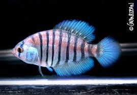 Adloffi01 Aquarium Fish Tropical Fish Freshwater Aquarium Fish