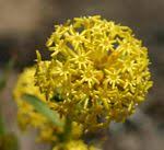 Image result for Gnidia burchellii