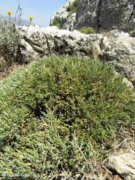 Image result for Suaeda merxmuelleri