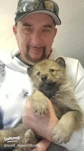 Exploring the Fascinating World of Baby Wolves