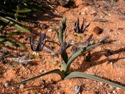 Image result for Ornithoglossum