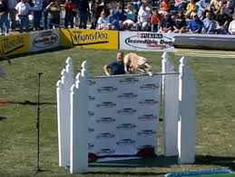Après romain lavillenie qui a battu le record du monde de saut à la perche avec un saut à 6 mètres 16 à donetsk, c'est au tour de romain godenaire de sauter haut. Record Du Monde De Saut En Hauteur Par Un Levrier Greyhound Video