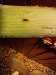 Image result for phytomyza gymnostoma