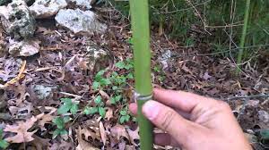 The bamboo that behaves, clumping bamboo (commonly referred to as tropical bamboo), represents a group of bamboo that has a predictable growth unfortunately clumping bamboo tends to be less cold hardy than running bamboo. Bamboo Your Privacy Running Bamboo Identification Youtube