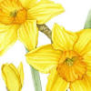 Enjoy the cheery blooms of one of the first spring flower bulbs to bloom. 1