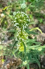 Image result for Spermacoce