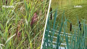 Image result for Phragmites