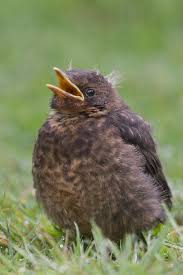 Black Bird With Black Beak Baby Blackbird Black Bird Animals Colorful Birds