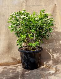 Image result for Murraya paniculata