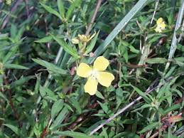 Image result for Ludwigia octovalvis