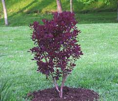 Full Size Picture Of Smoke Tree Royal Purple Cotinus Coggygria Smoke Tree Planting Shrubs Dwarf Trees For Landscaping