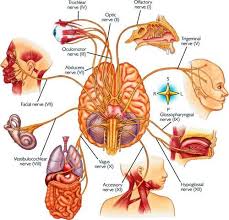 Cranial Nerves The Harry Potter Way Cranial Nerves Vagus Nerve Emdr Therapy