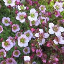 Saxifrage Arendsii Saxifraga Arendsii
