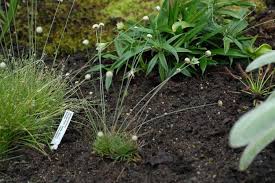 Image result for Syngonanthus