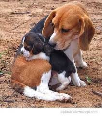 Happy Mother S Day Cok Sirin Hayvanlar Beagle Kopek Beagle